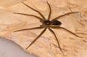 Dolomedes_instabilis_D7971_Z_88_North Stradbroke island_Australie